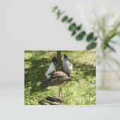 Afrikanische Vögel: Kori Bustard Postkarte (Stehend Vorderseite)