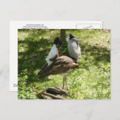 Afrikanische Vögel: Kori Bustard Postkarte (Vorne/Hinten)
