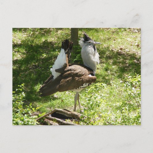 Afrikanische Vögel: Kori Bustard Postkarte (Vorderseite)