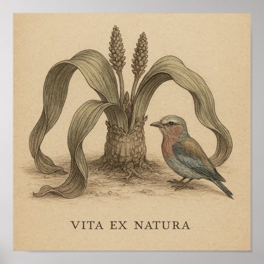 Afrikanische Vogelkunst mit Wüste Pflanze Leben Poster