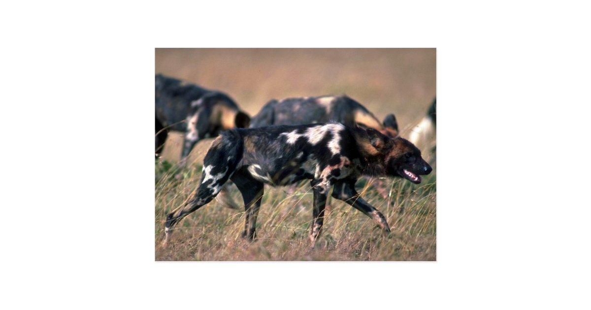 Afrikanische wilde Hunde, die auf Savanne jagen Postkarte Zazzle