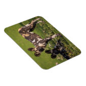 Afrikanische Wildhunde in Tansania Magnet (Rechte Seite)