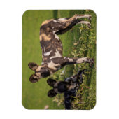 Afrikanische Wildhunde in Tansania Magnet (Vertikal)