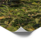 Afrikanische Wildhunde in Tansania Poster (Ecke)