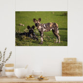 Afrikanische Wildhunde in Tansania Poster (Küche)