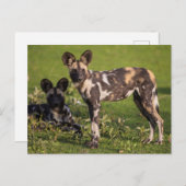 Afrikanische Wildhunde in Tansania Postkarte (Vorne/Hinten)