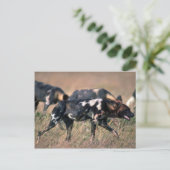 Afrikanische Wildhunde jagen auf Savanne Postkarte (Stehend Vorderseite)