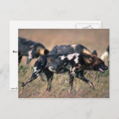 Afrikanische Wildhunde jagen auf Savanne Postkarte (Vorne/Hinten)