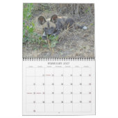 AFRIKANISCHE WILDHUNDE KALENDER (Feb 2027)
