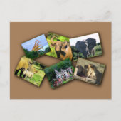 Afrikanische Wildlife Collage dunkler Schatten Postkarte (Vorderseite)