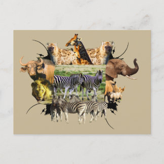 afrikanische Wildlife Frame Zebra Couple Postkarte