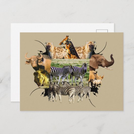 afrikanische Wildlife Frame Zebra Couple Postkarte (Vorne/Hinten)