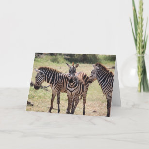 Zebra Karten | Zazzle.de