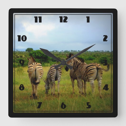 Afrikanische Zebras in einer natürlichen Quadratische Wanduhr (Vorderseite)