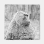 Afrikanischer Baboon Magnet (Vorne)