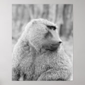 Afrikanischer Baboon Poster (Vorne)