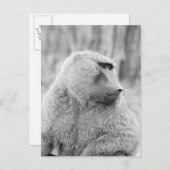 Afrikanischer Baboon Postkarte (Vorne/Hinten)