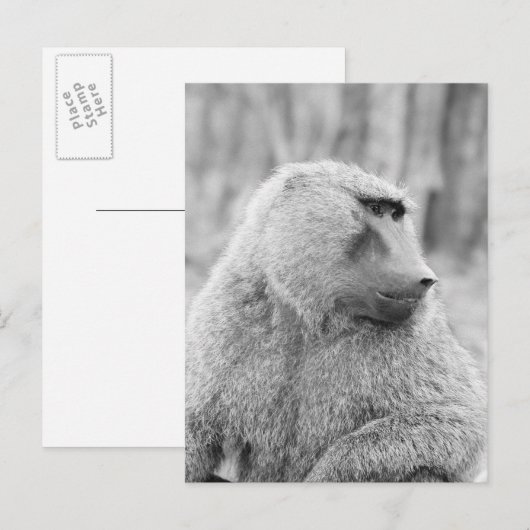 Afrikanischer Baboon Postkarte (Vorne/Hinten)