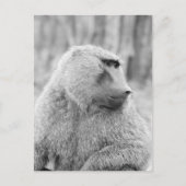 Afrikanischer Baboon Postkarte (Vorderseite)