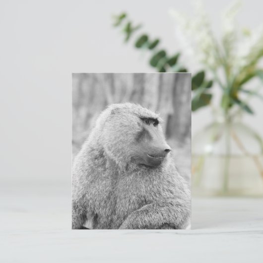 Afrikanischer Baboon Postkarte (Stehend Vorderseite)