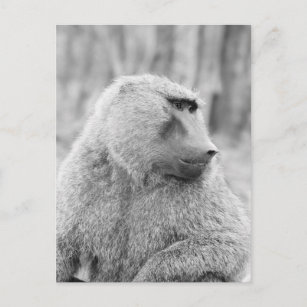 Afrikanischer Baboon Postkarte