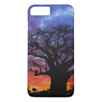 Afrikanischer Baobab-Baum, Adansonia digitata, 2