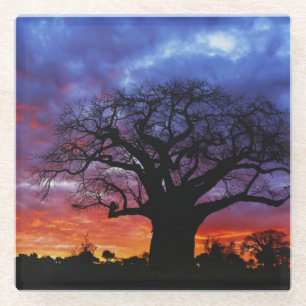 Afrikanischer Baobab-Baum, Adansonia digitata 2 Glasuntersetzer