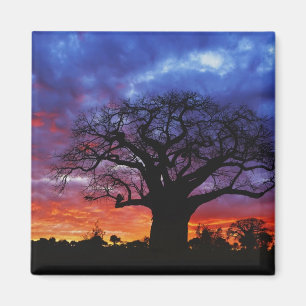 Afrikanischer Baobab-Baum, Adansonia digitata, 2 Magnet