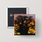 Afrikanischer Baobab-Baum, Adansonia digitata, Button (Vorne & Hinten)