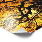 afrikanischer Baobab-Baum, Adansonia digitata, Fotodruck (Ecke)