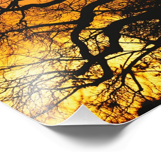 afrikanischer Baobab-Baum, Adansonia digitata, Fotodruck (Ecke)