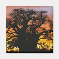 afrikanischer Baobab-Baum, Adansonia digitata,