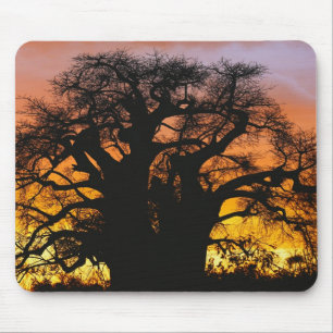 Afrikanischer Baobab-Baum, Adansonia digitata, Mousepad