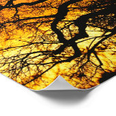 afrikanischer Baobab-Baum, Adansonia digitata, Poster (Ecke)