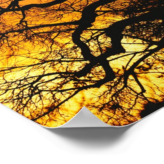 afrikanischer Baobab-Baum, Adansonia digitata, Poster (Ecke)