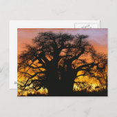 afrikanischer Baobab-Baum, Adansonia digitata, Postkarte (Vorne/Hinten)