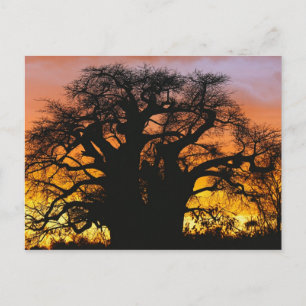 afrikanischer Baobab-Baum, Adansonia digitata, Postkarte
