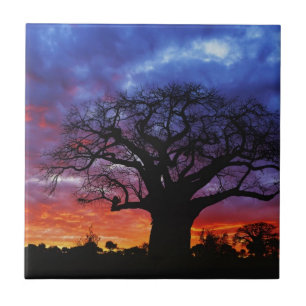 Afrikanischer Baobabbaum, Adansonia digitata 2 Fliese