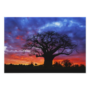 Afrikanischer Baobabbaum, Adansonia digitata, 2 Fotodruck
