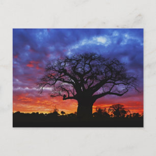 Afrikanischer Baobabbaum, Adansonia digitata, 2 Postkarte