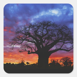 Afrikanischer Baobabbaum, Adansonia digitata, 2 Quadratischer Aufkleber