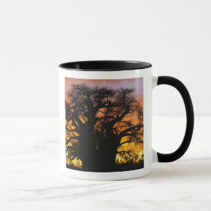Afrikanischer Baobabbaum, Adansonia digitata, Tasse