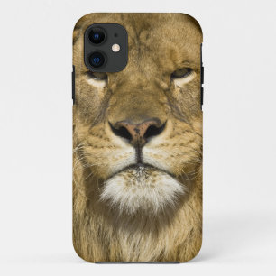Afrikanischer Berberlöwe, Panthera leo leo, einer iPhone 11 Hülle