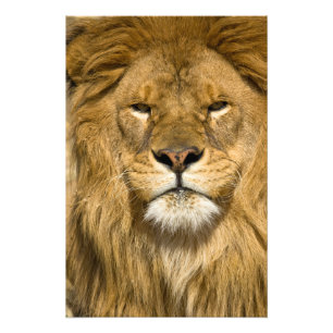 Afrikanischer Berberlöwe, Panthera leo leo, einer  Fotodruck