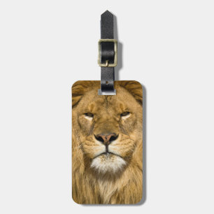 Afrikanischer Berberlöwe, Panthera leo leo, einer Gepäckanhänger
