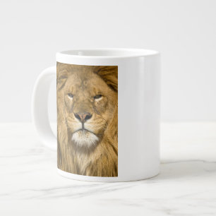Afrikanischer Berberlöwe, Panthera leo leo, einer Jumbo-Tasse