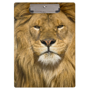 Afrikanischer Berberlöwe, Panthera leo leo, einer Klemmbrett