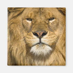 Afrikanischer Berberlöwe, Panthera leo leo, einer  Magnet