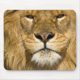 Afrikanischer Berberlöwe, Panthera leo leo, einer Mousepad