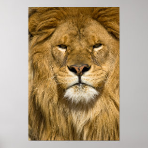Afrikanischer Berberlöwe, Panthera leo leo, einer  Poster